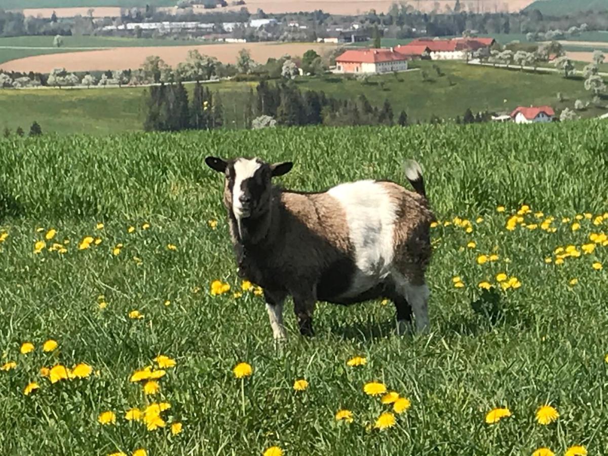הוילה Aschach an der Steyr Hochhubergut מראה חיצוני תמונה